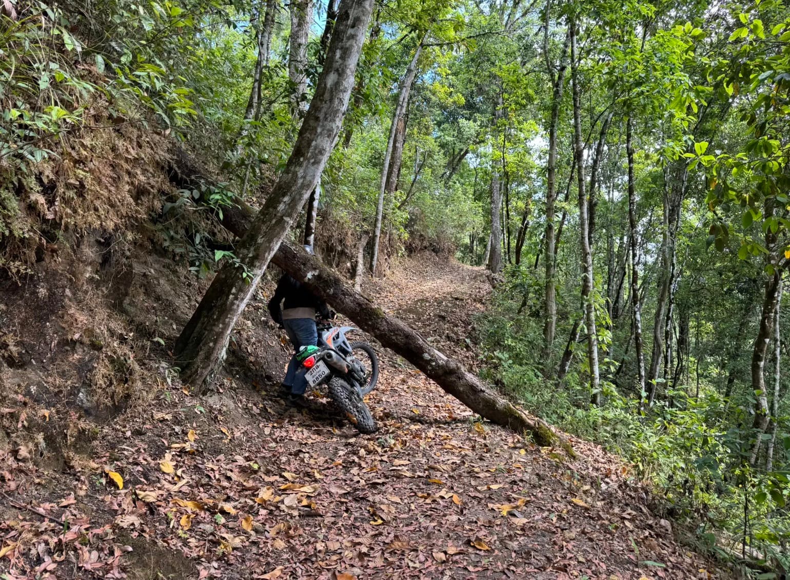 Lampang Fallen Trees Loop