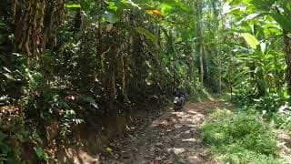 Lampang Fallen Trees Loop — video 1