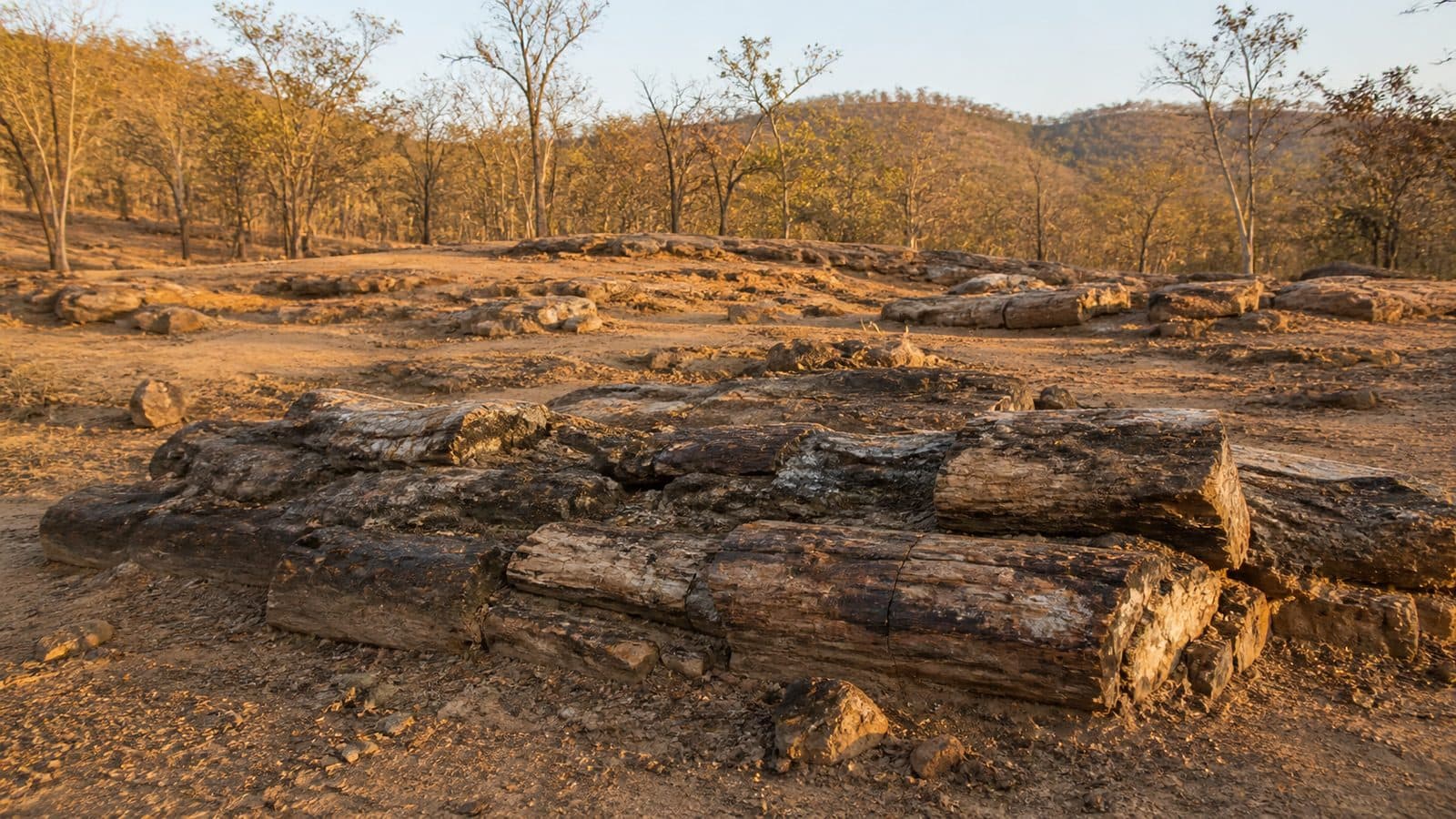 Petrified Wood Park