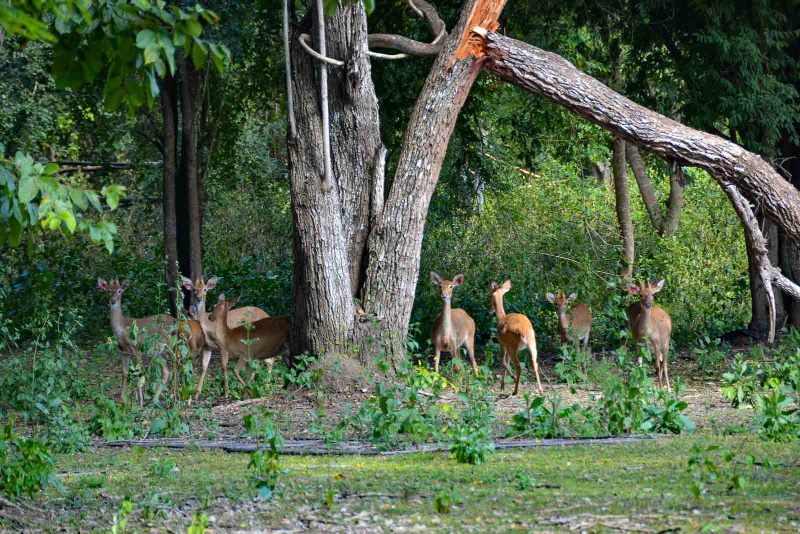 Salak Phra Wildlife Sanctuary