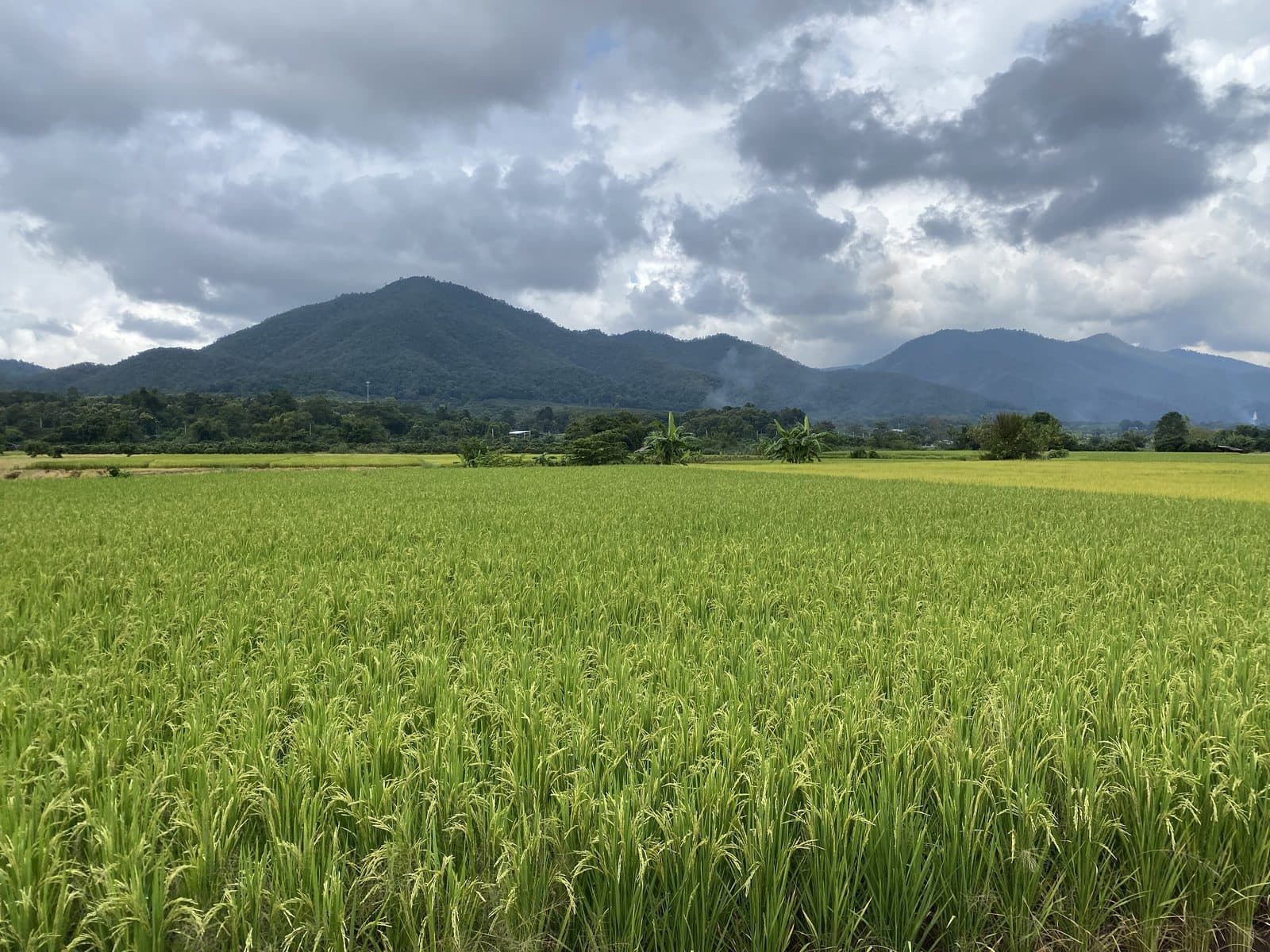 Image 16