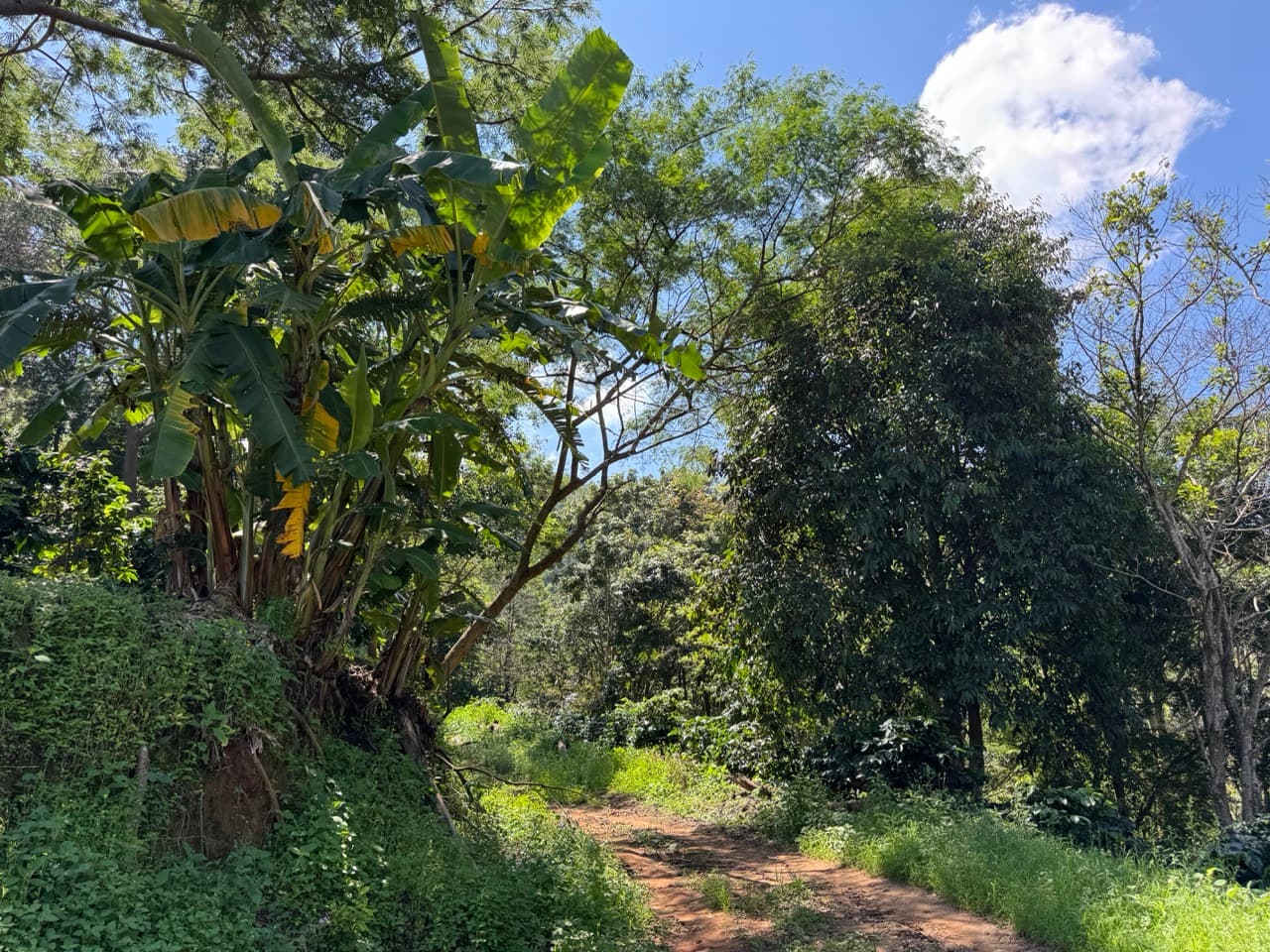 Doi Mae Salong Burma Border Ridgeline Ride — photo 13