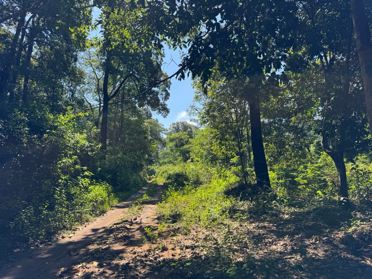 Doi Mae Salong Burma Border Ridgeline Ride — photo 18