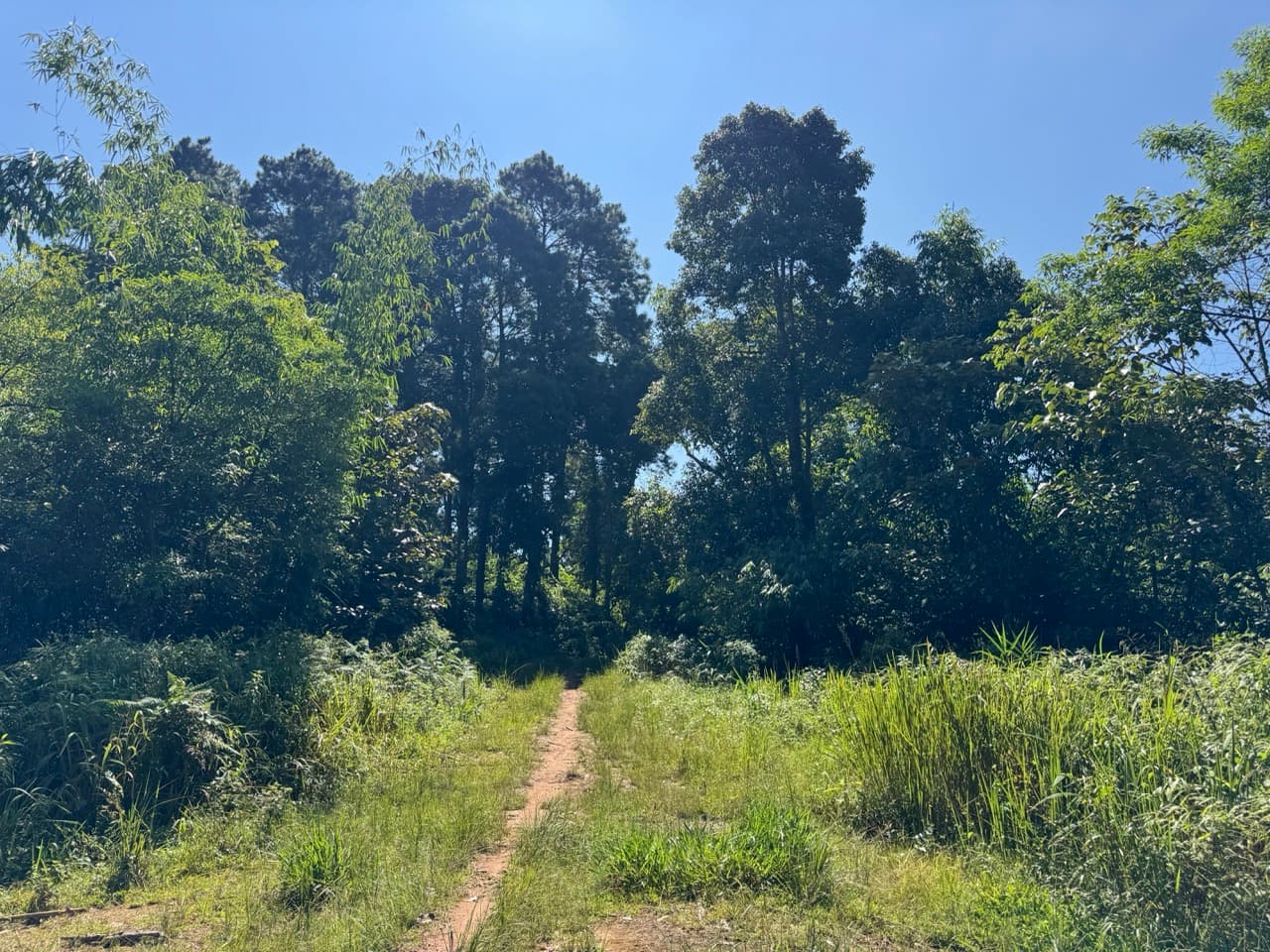 Doi Mae Salong Burma Border Ridgeline Ride — photo 24
