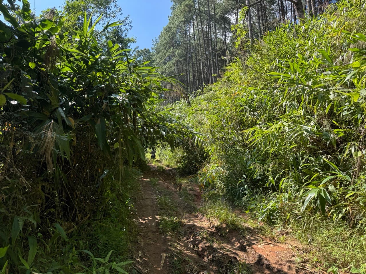 Doi Mae Salong Burma Border Ridgeline Ride — photo 27