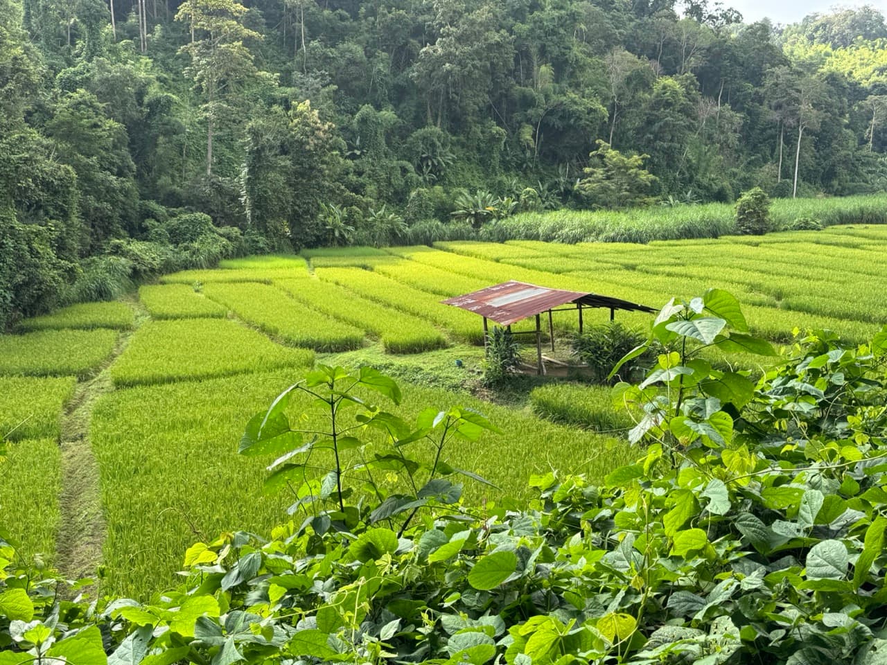 The Mae Hong Son River Run — photo 16