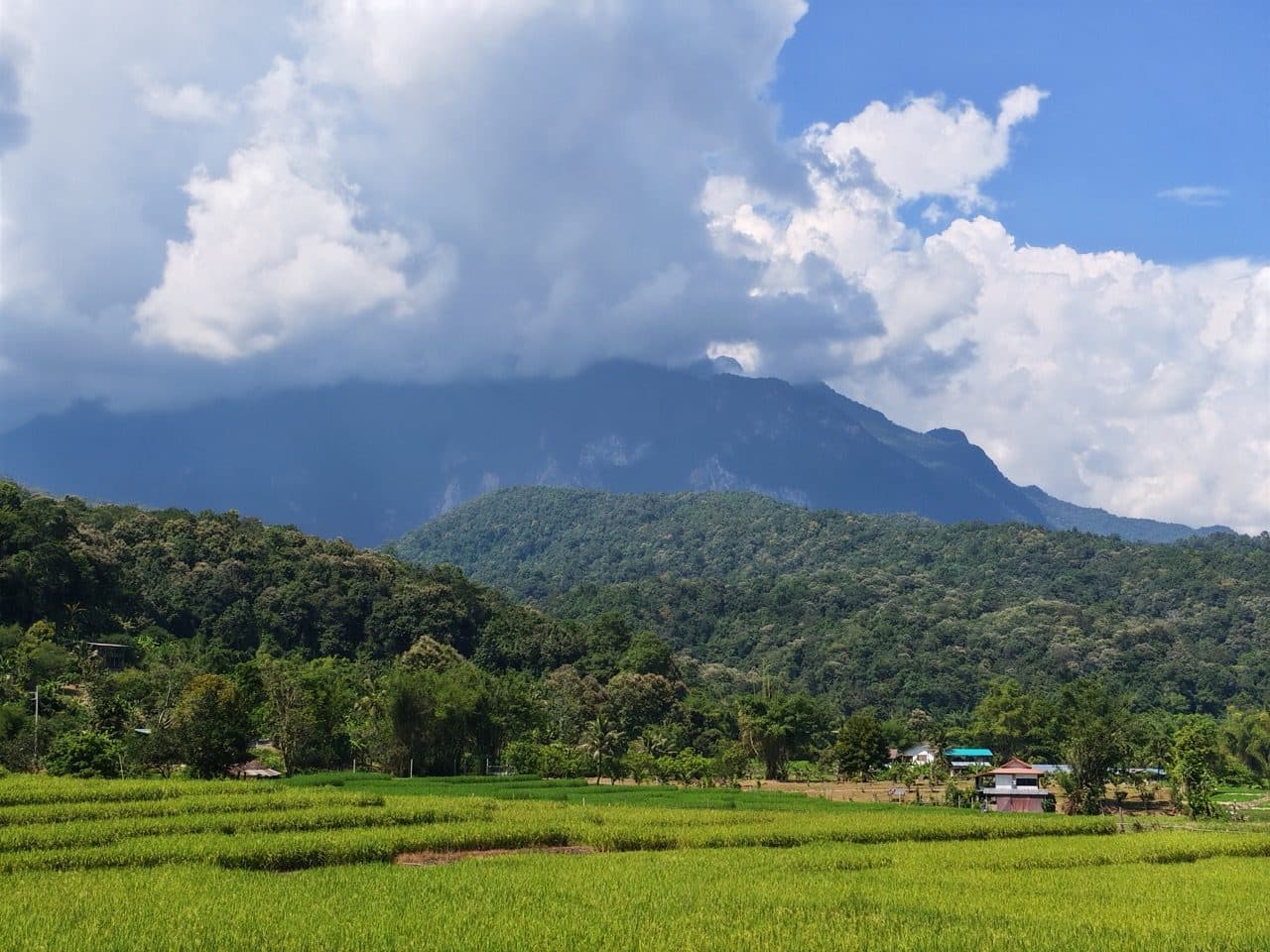 Doi Chiang Dao in cloud, over the valley rice fields.