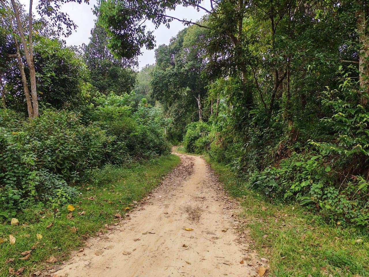 Leaf-littered dirt track through the tea estate.