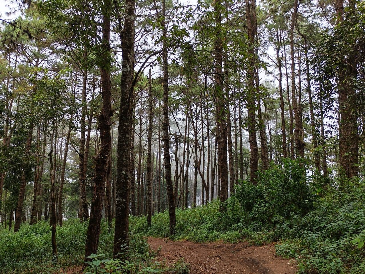 Mist sitting in the pines near the top.