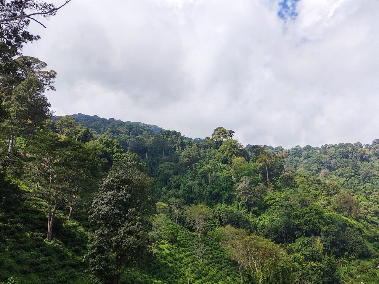 Tea bushes running up into the forest below the café.