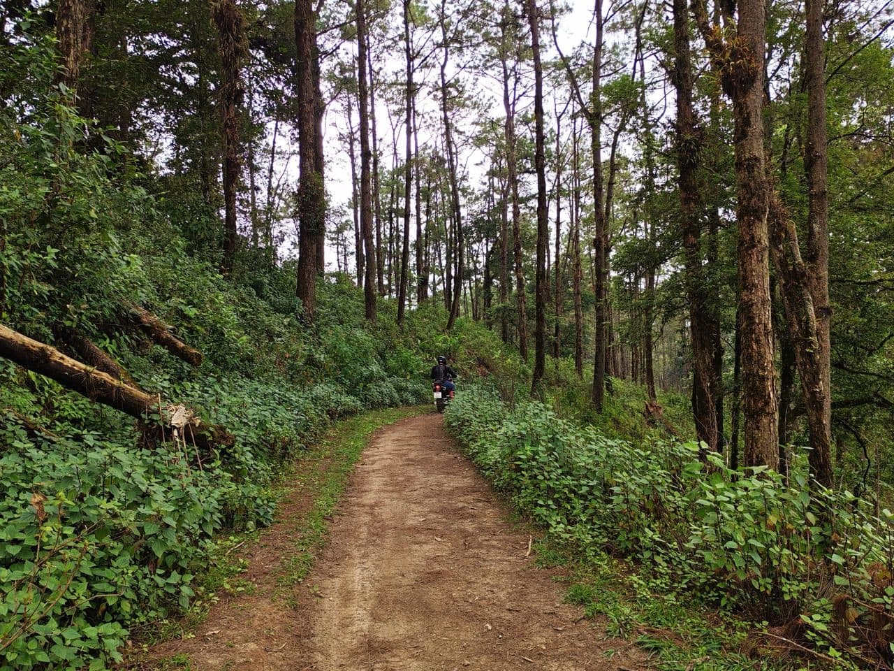 The Rally up ahead in the pine forest.