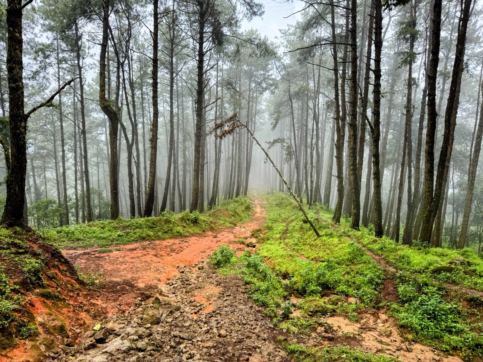 The fork. Straight stays graded; left climbs into the cloud.