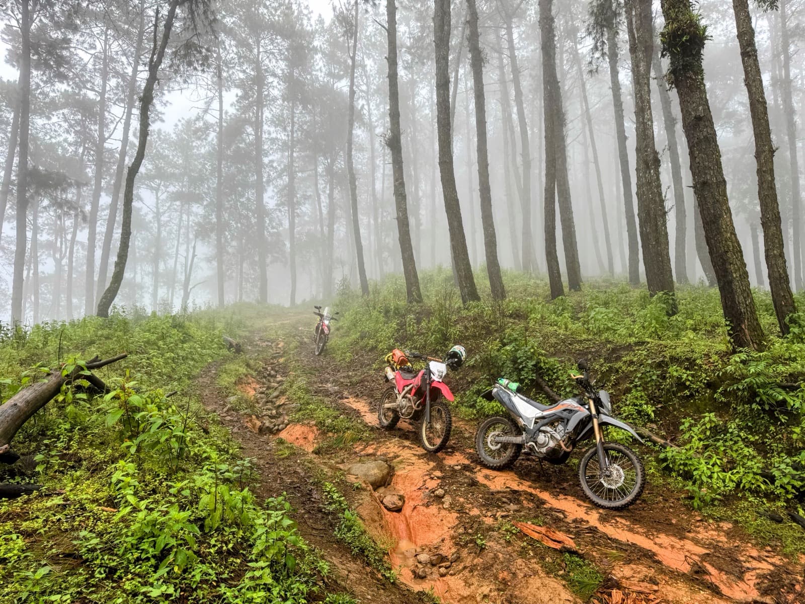 Two CRF300L Rally dirt bikes on a misty pine ridge near Baan San Pak Kia in the rainy season, Chiang Dao district.