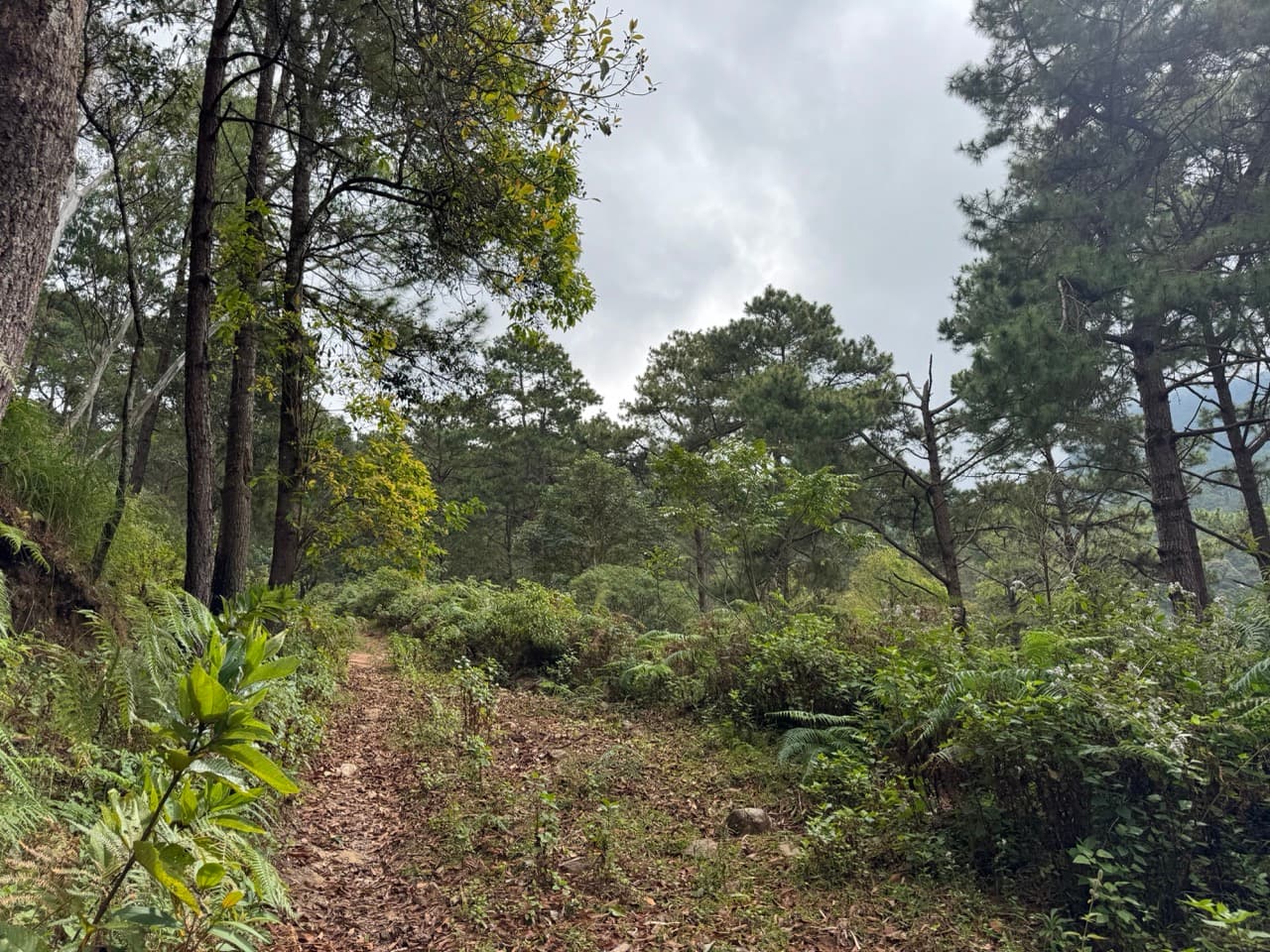 Tall pine corridor along the singletrack near Ban Mae Sa Nga, on the dirt route from Mae Sa Valley toward Mae Chaem.