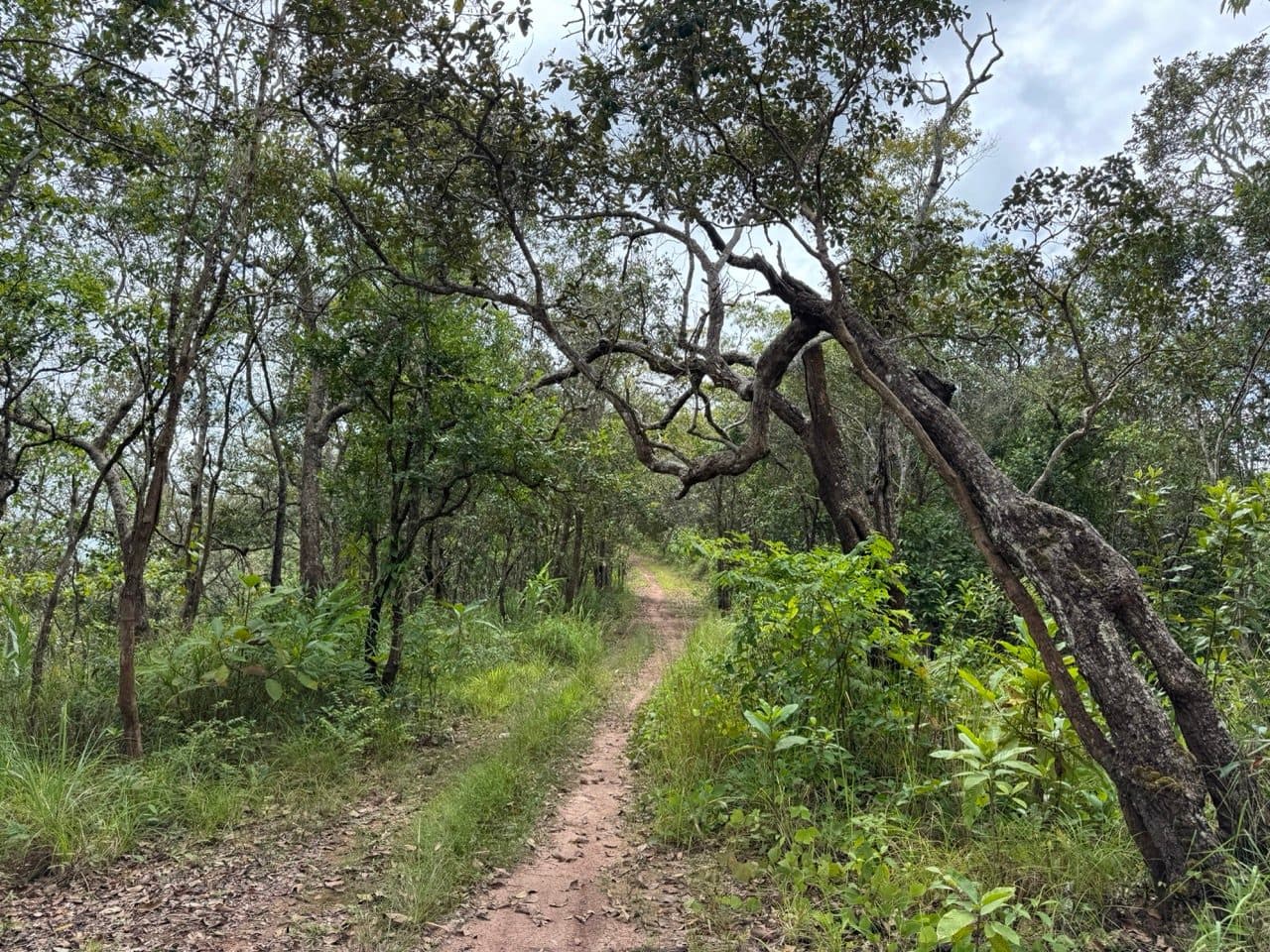 Clear again, with an older tree arching over the singletrack