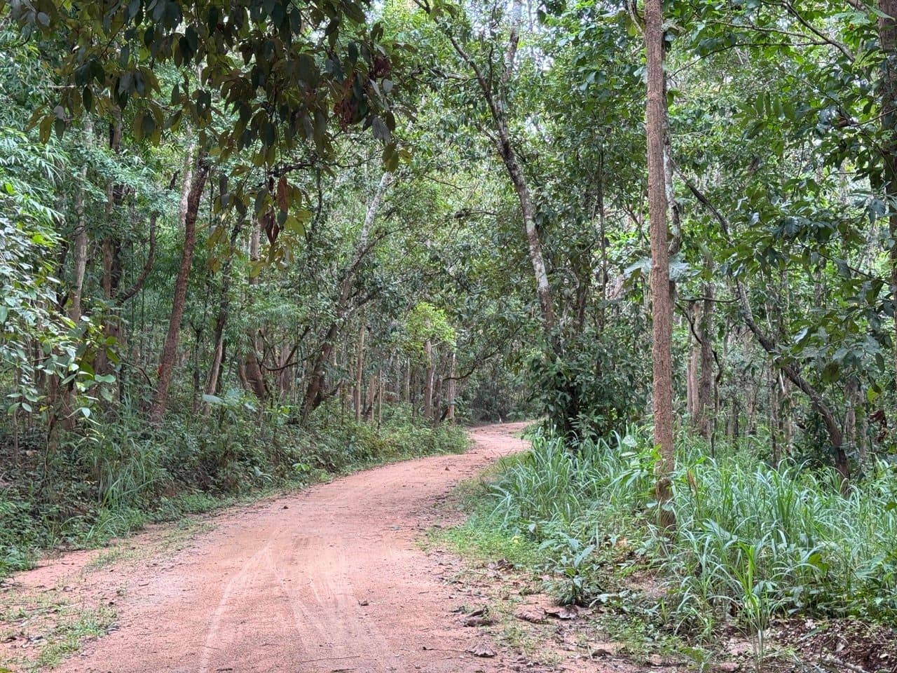 Hard-packed forest road at the start of the loop