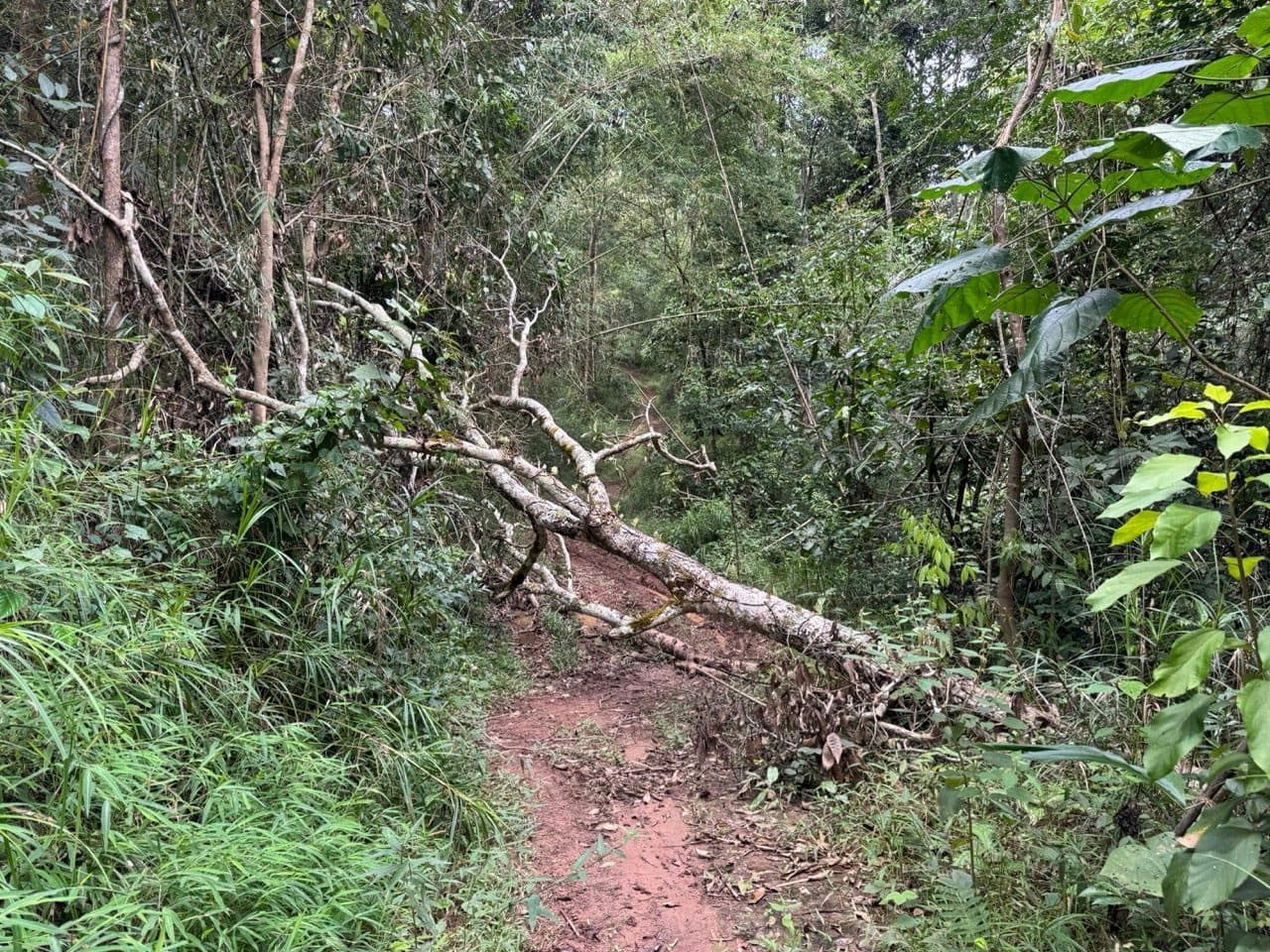 The tree, straight across the trail