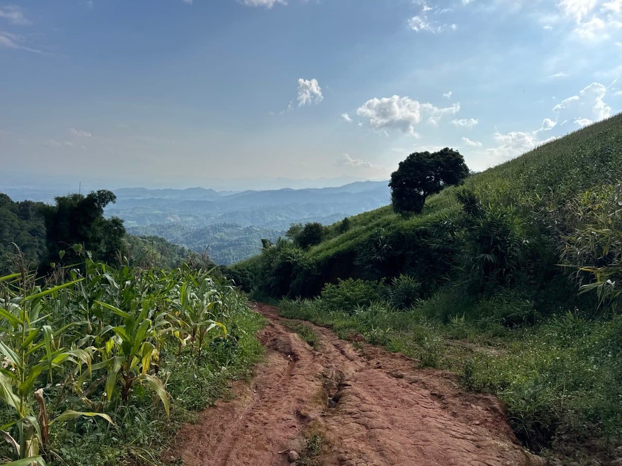 Red clay through the corn on the road the ranger sent us to.