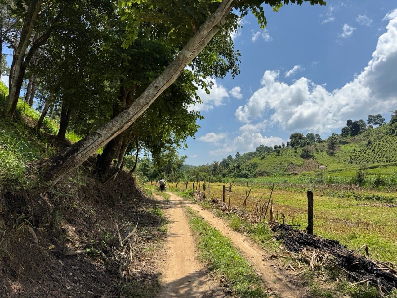 Out of the trees and onto farm track.