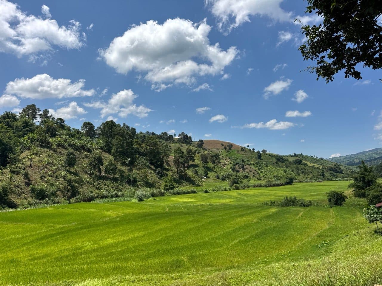 Paddies near the bottom, just short of Baan Therd Thai.