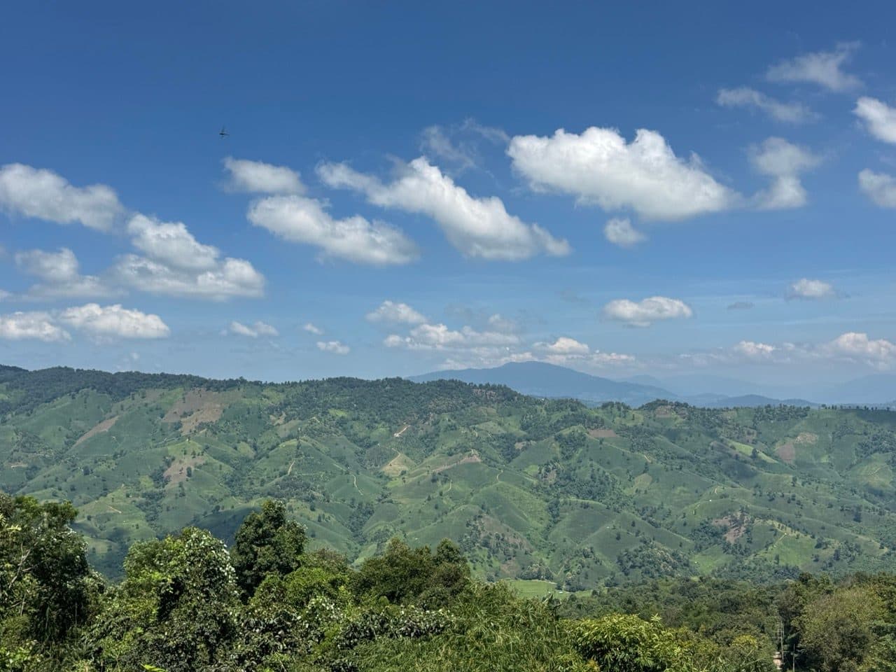 Tea and corn hills rolling away toward Mae Salong.