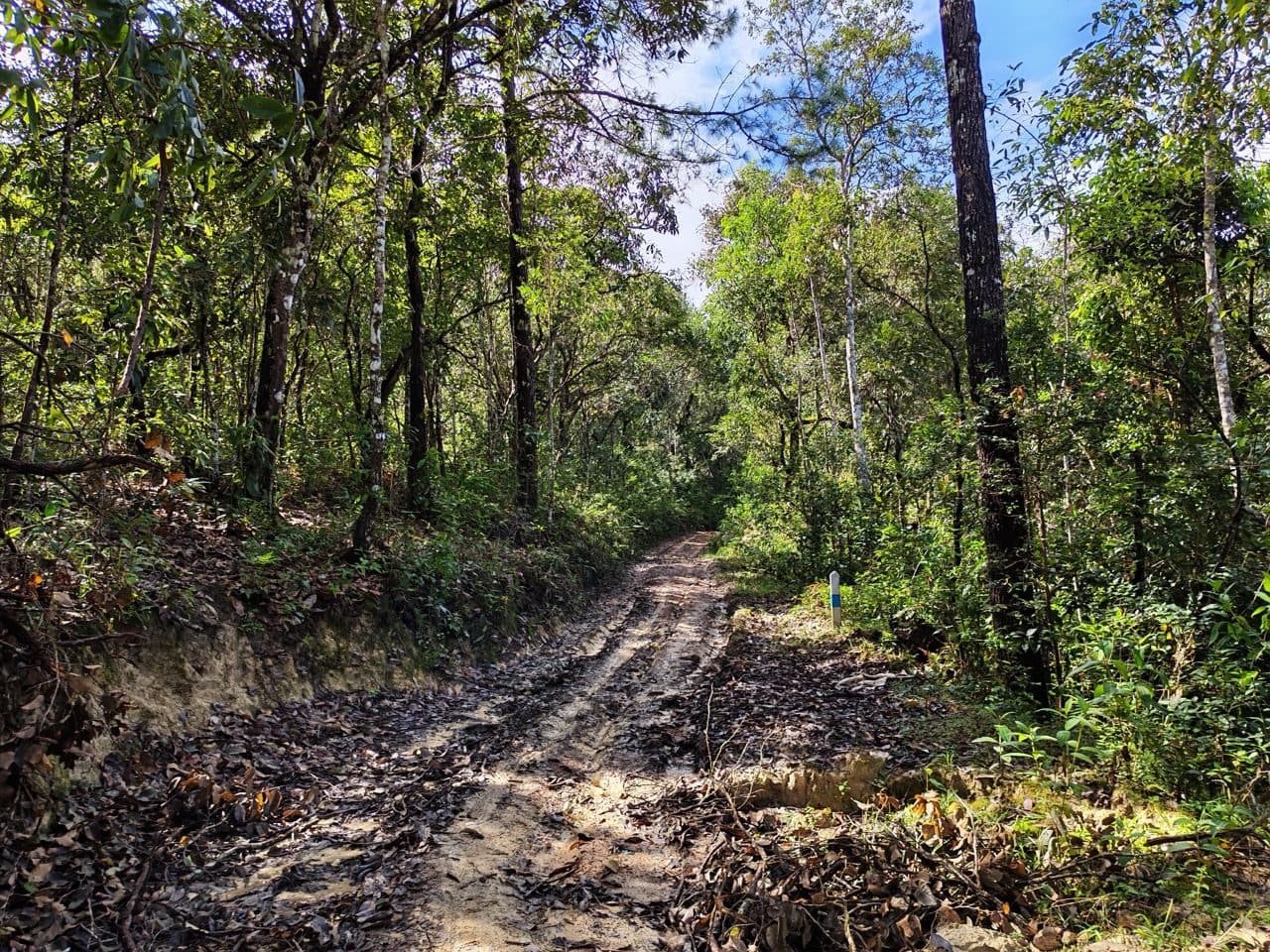 Dry pine forest and hardpack.