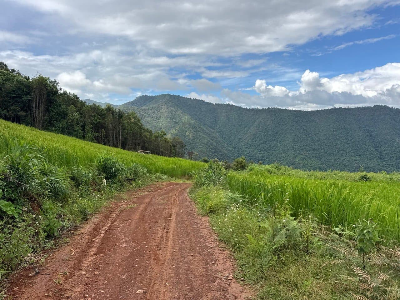 Orange two-track curving between rice fields, mountains behind.
