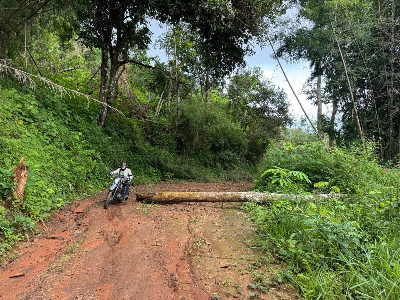 A felled tree straight across the track