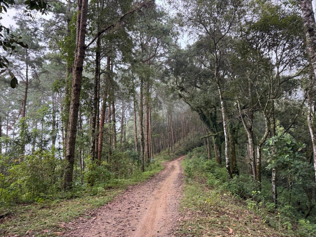 Pine forest near the high point of the ride, 1,456 m