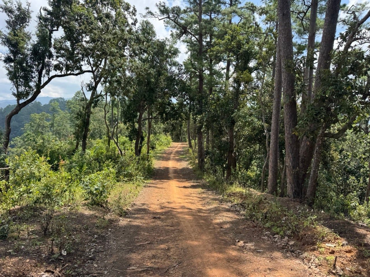 Pine forest and orange dirt, the Ban Wat Chan signature.