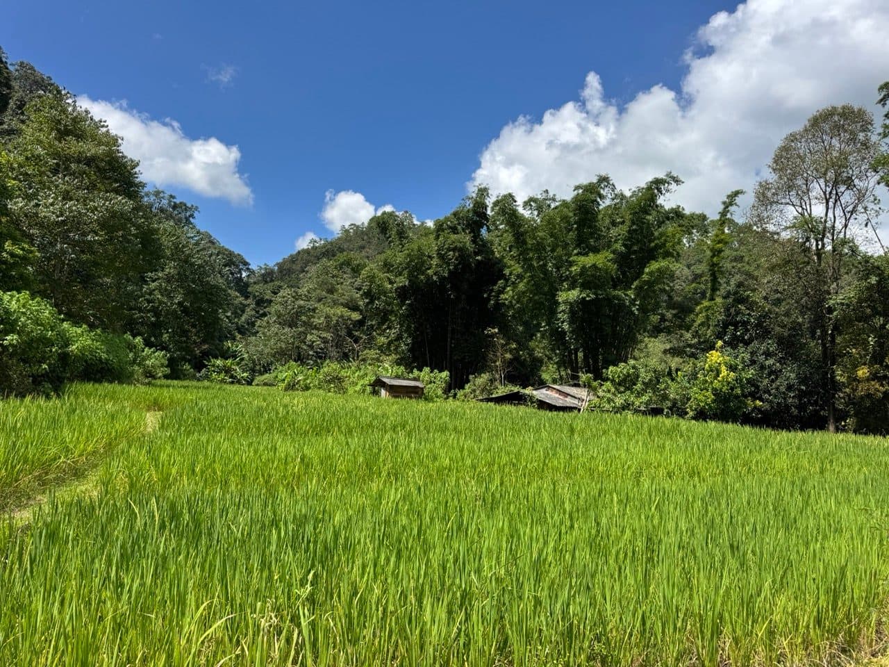 Twin track through the paddy, water sitting in the rut.