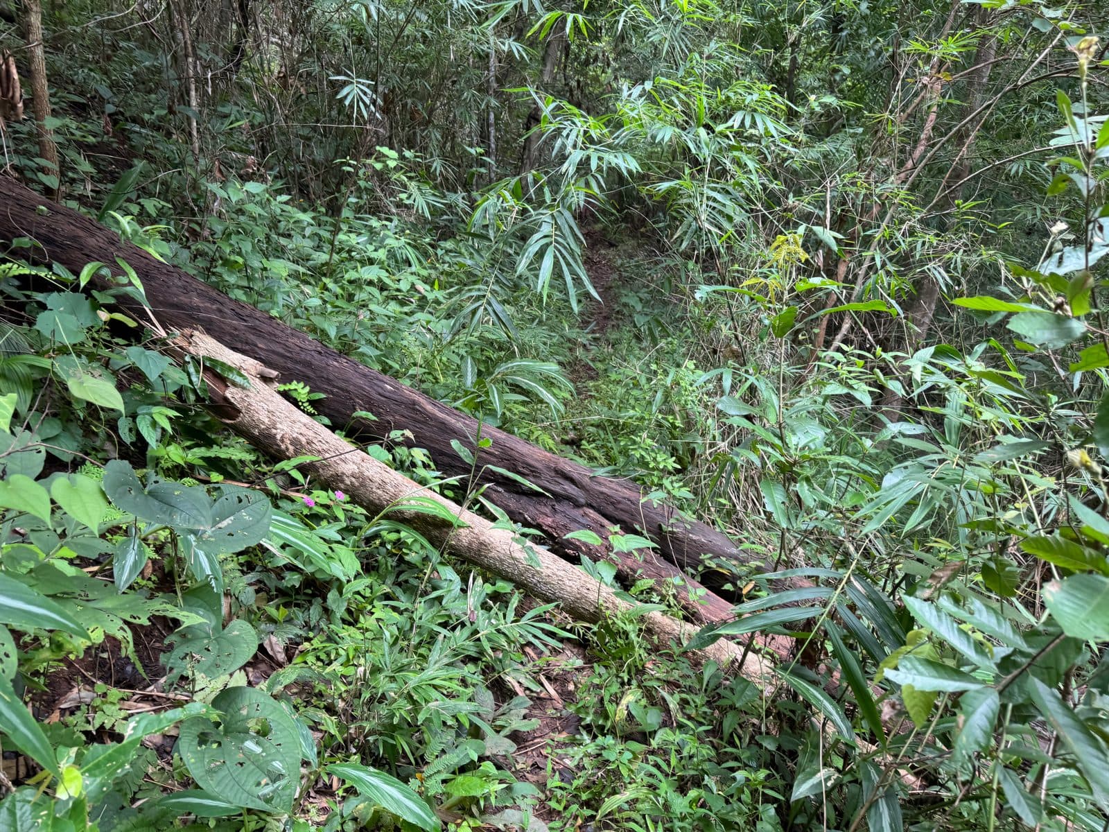 Two trunks down across the descent, angled downhill. No way around either end.