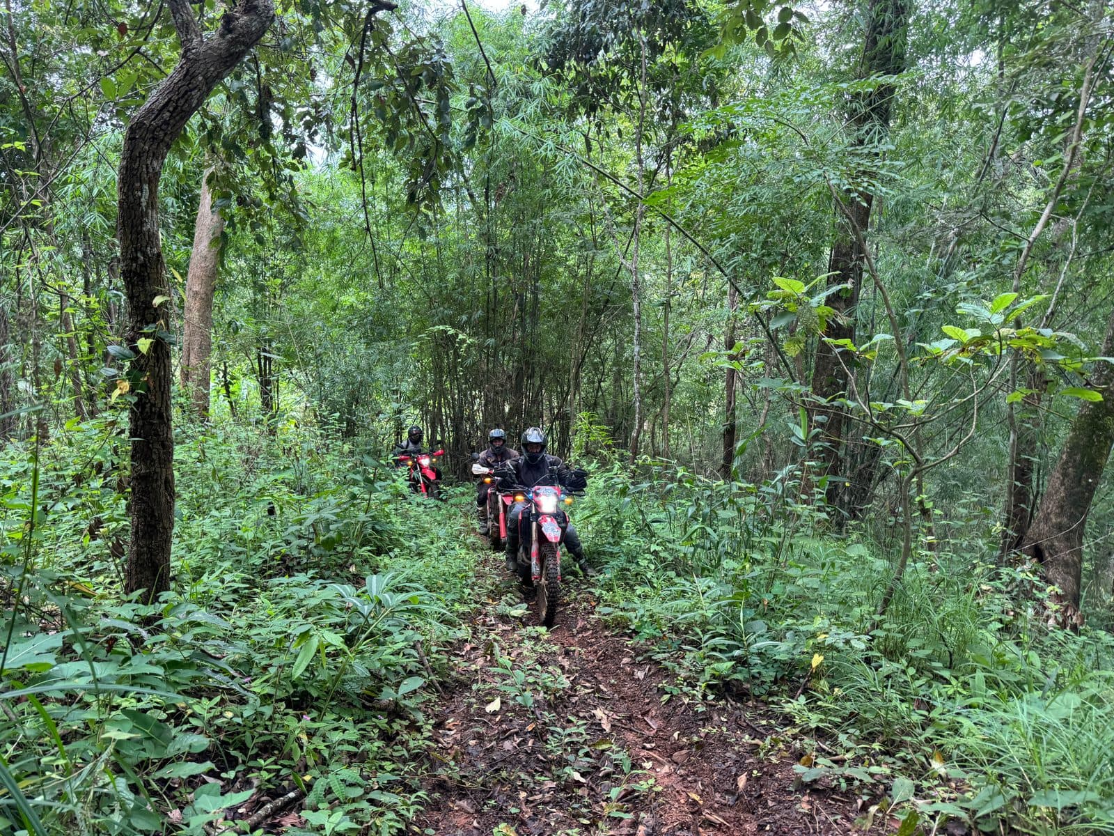 Nose to tail on the link trail, with the forest closing in from both sides.