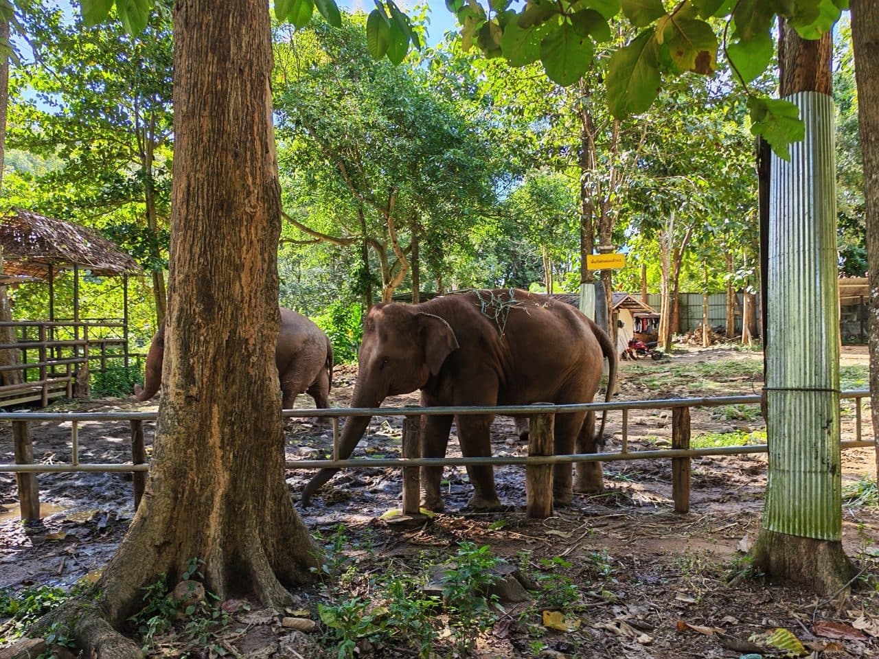 Elephants behind the rail at Tawan Riverside