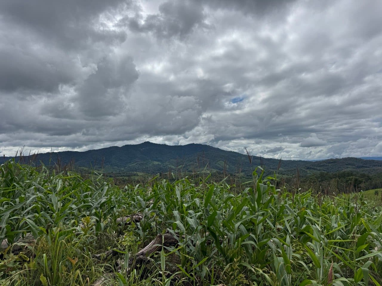 Heavy cloud sitting over the hills above the corn