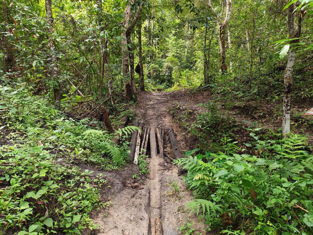 Logs laid over a washed-out culvert with a mud rut either side