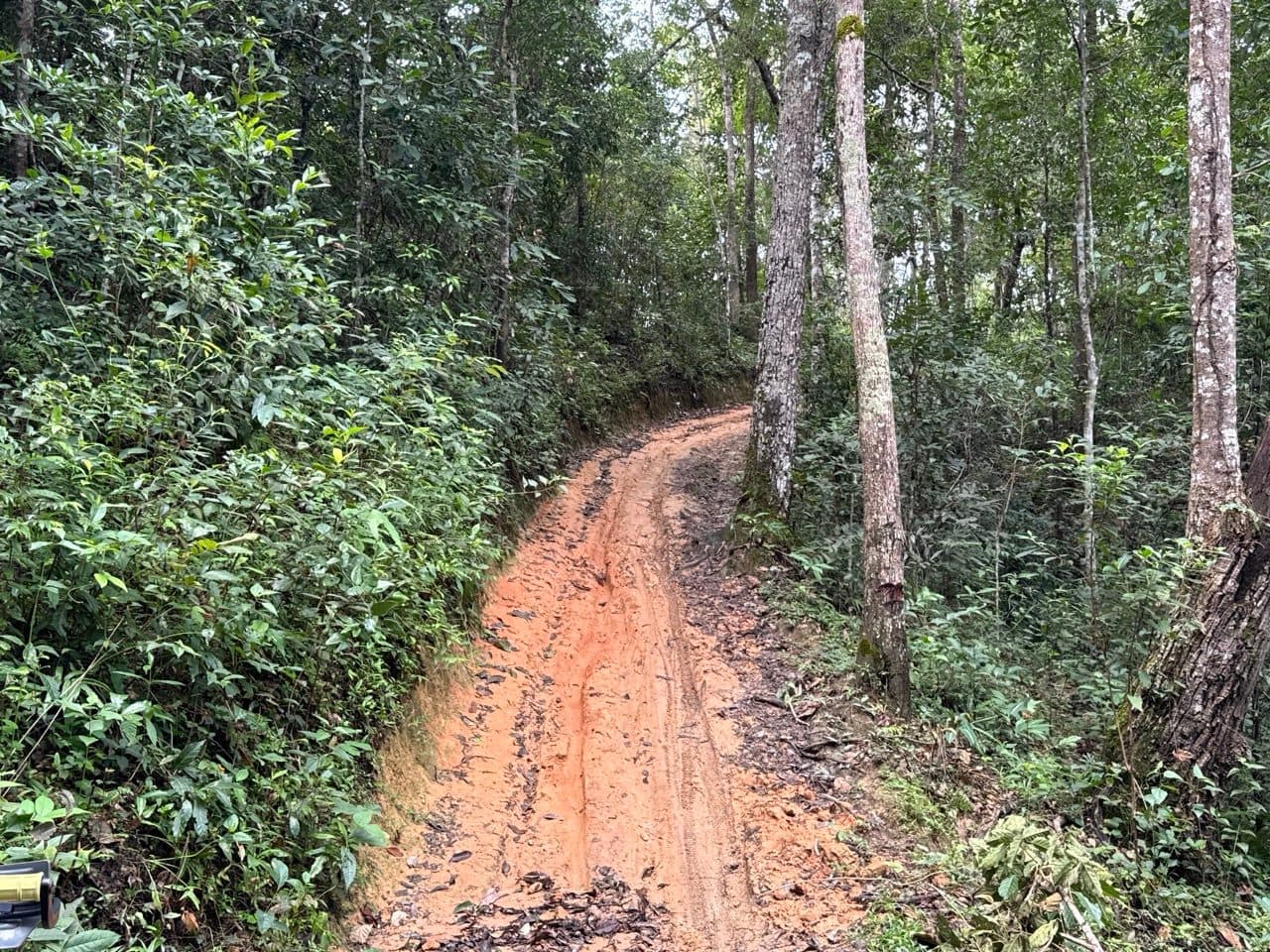 Orange clay climbing away through the trees