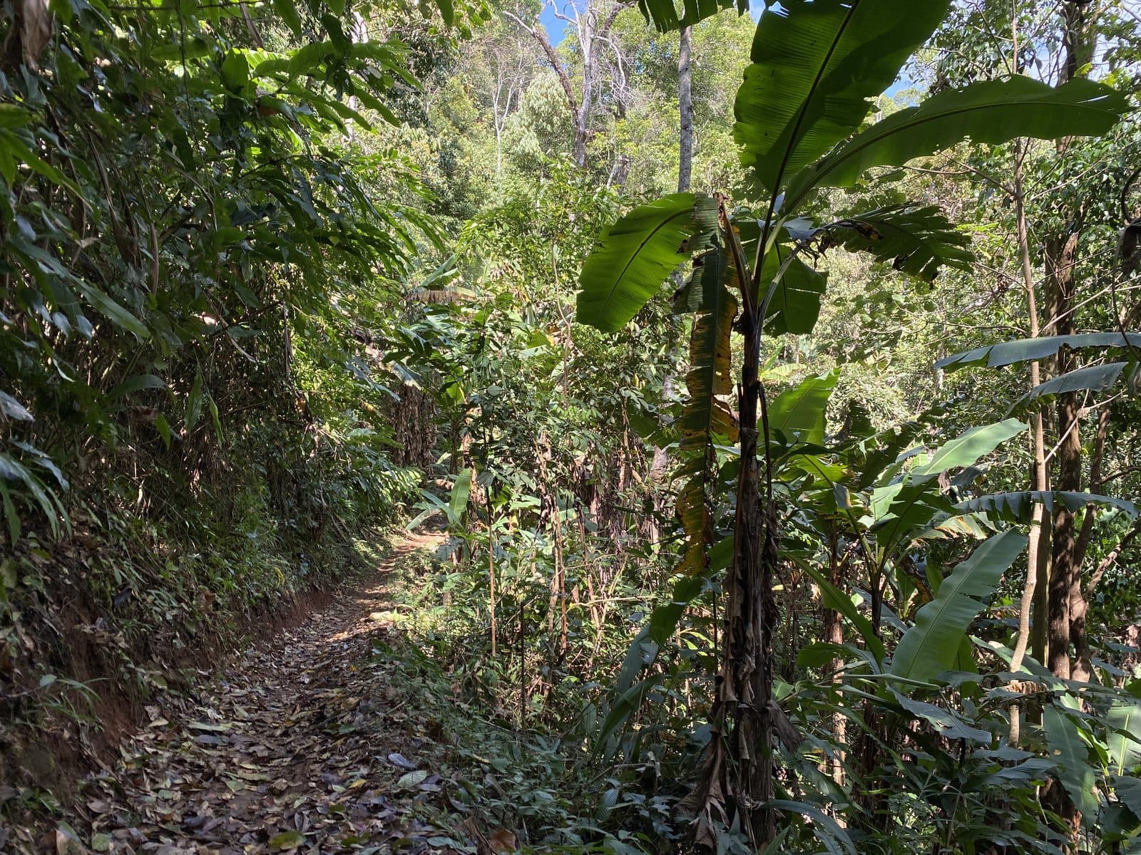Mae Rim Dirt Trails
