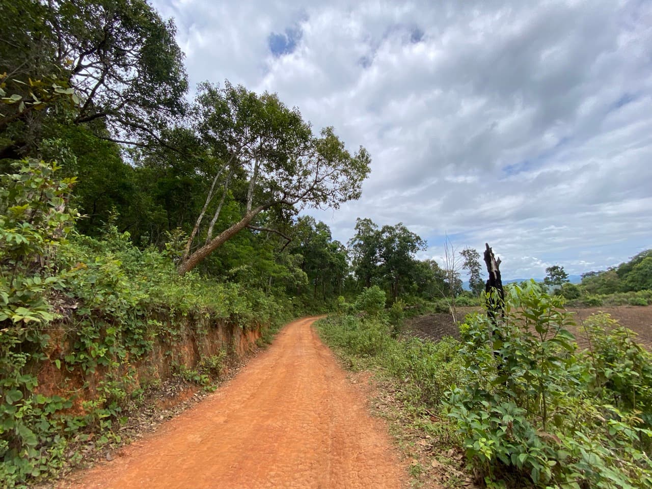 The Old Elephant Trail