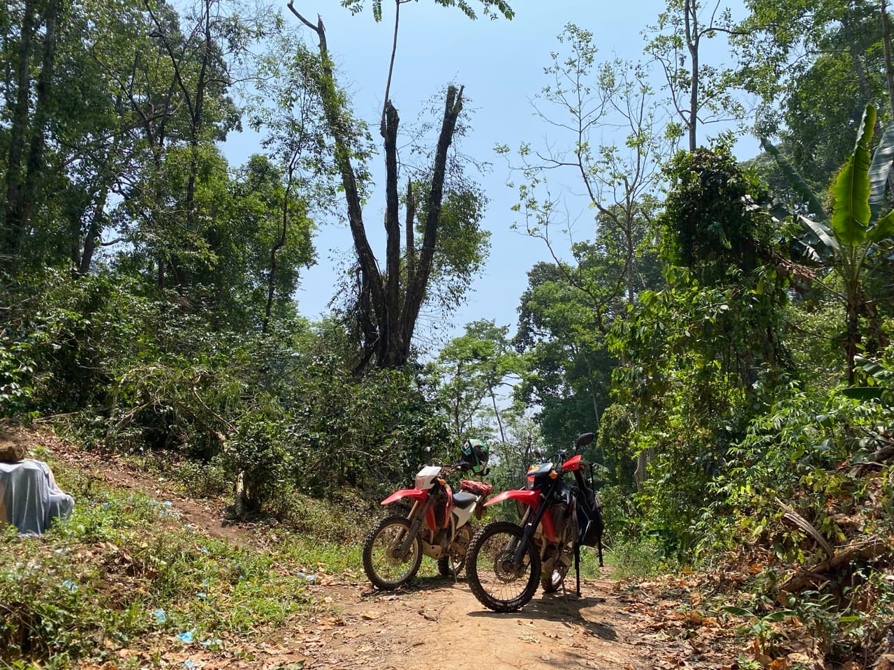 Lampang Fallen Trees Loop