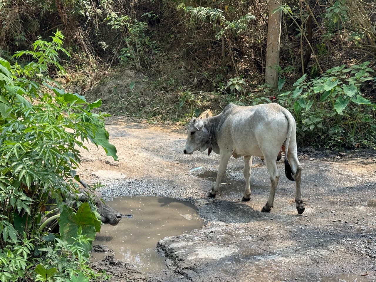 The Road to Tha Koh Kha